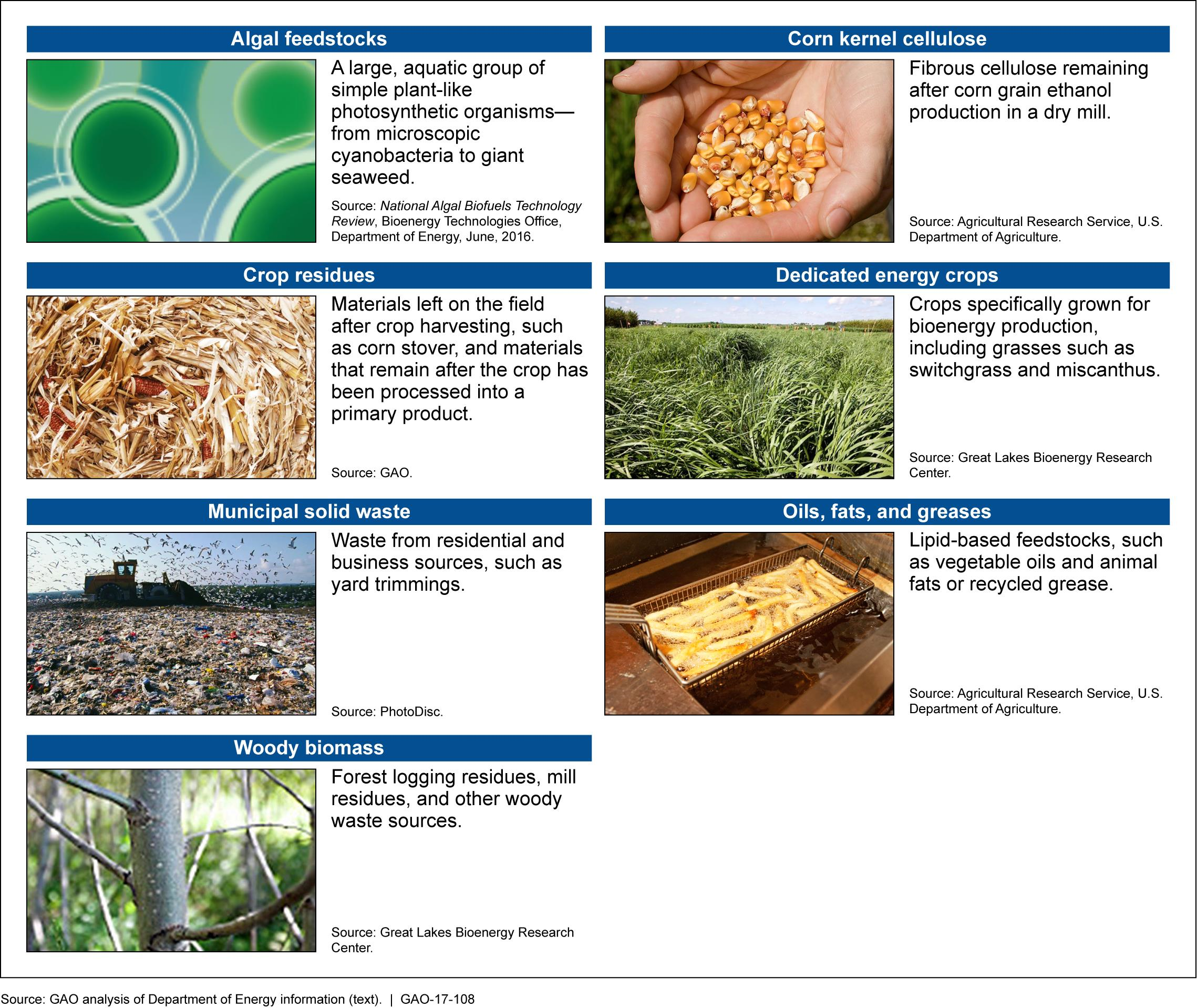 7 examples of biofuels feedstocks, including corn kernel cellulose, frying oils, and woody biomass.
