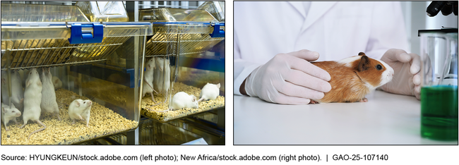 Examples of Types of Animals Used in Animal Research