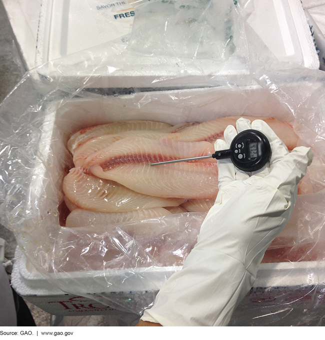 A gloved hand holding a thermometer in raw fish