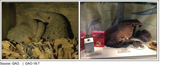 Live Mother and Baby Pangolins at a Rescue Center in Vietnam (left) and Seized Pangolin Scales and Products at an Education and Awareness Display in Hong Kong (right)