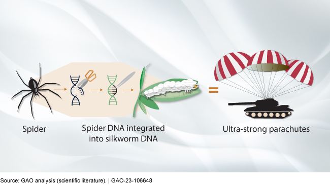 illustration of how integrating spider DNA makes a silkworm produce super strong silk