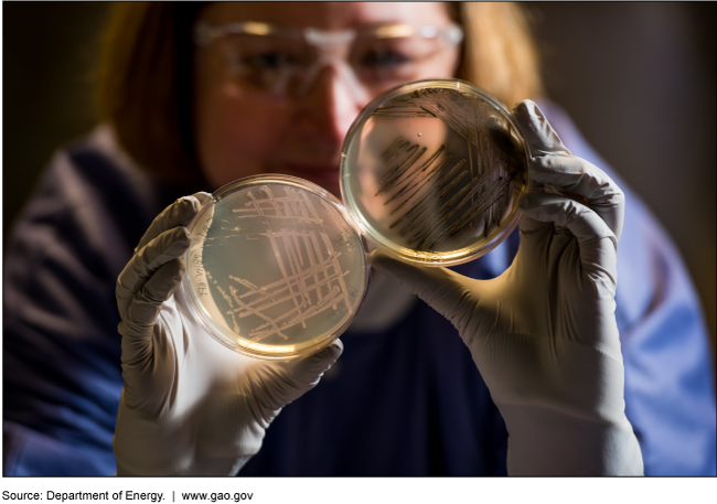 Woman looking at two Petri dishes.