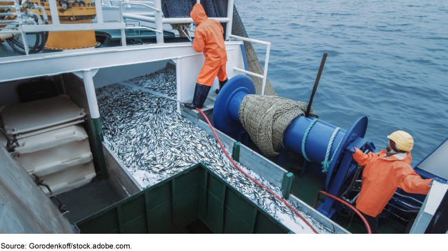 A fishing boat bringing in a haul