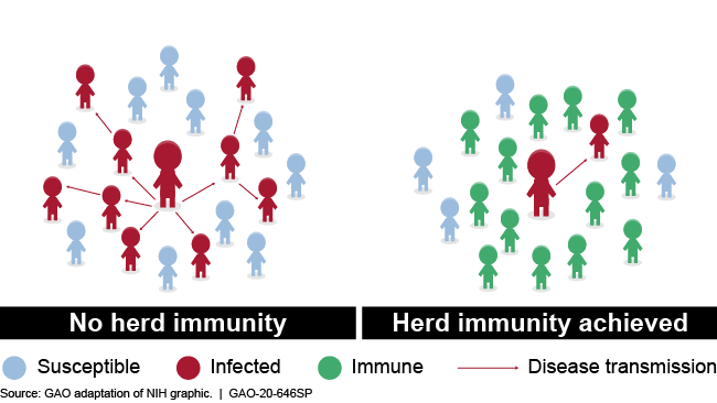 Illustration showing transmission with and without herd immunity