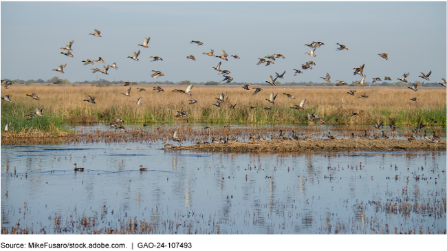 Wetlands