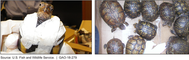 Turtle Taped for Transport (Left) and Other Illegally Trafficked Turtles (Right) Recovered Based on Information from a Source Who Then Received a Reward from the U.S. Fish and Wildlife Service
