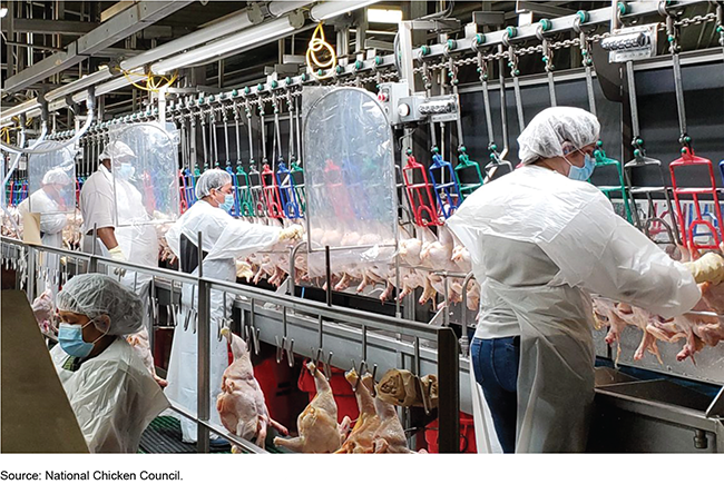 Workers on a chicken processing assembly line with sanitary shields between them.
