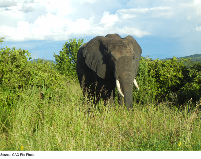 elephant standing in tall grass