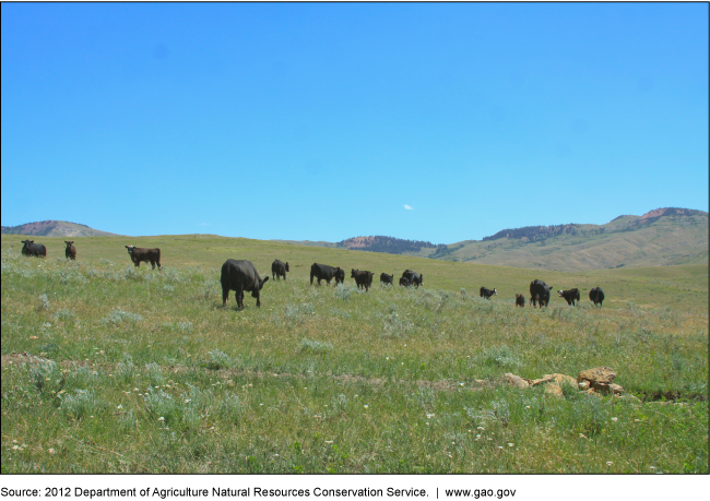 Photo of cattle grazing in a field