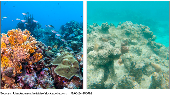 The coral reef on the left is vibrant and fish are swimming around it. The one on the right is dull.