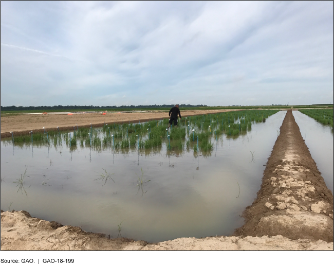 Photograph of a man working in a flooded rice field