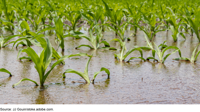 A photo showing a corn field flooded by heavy rain and storms in the Midwest.