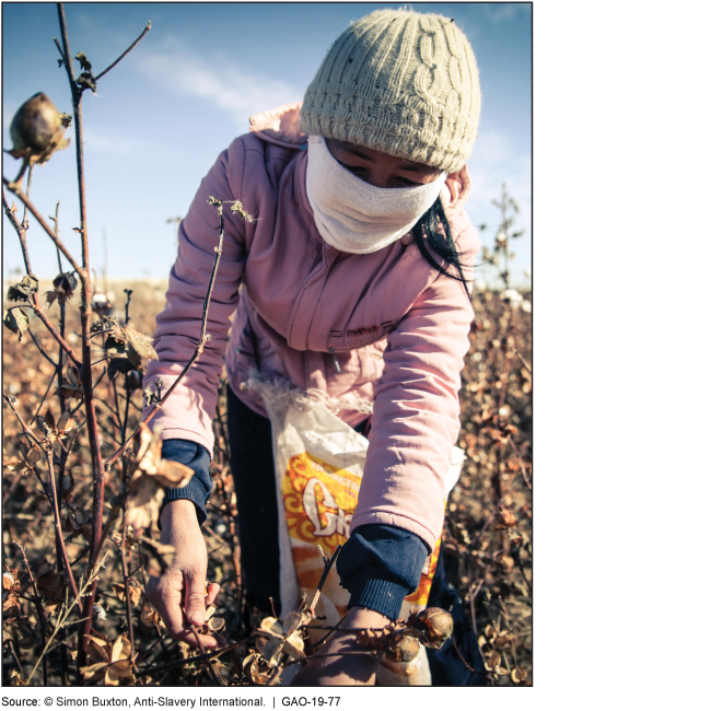 This is a photo of a woman picking cotton.