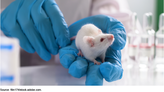 A researcher holding a lab rat.