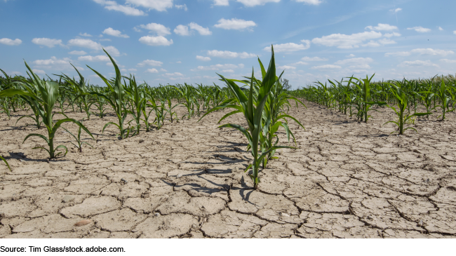Photo showing rows of corn growing in extremely dry and cracked soil. 