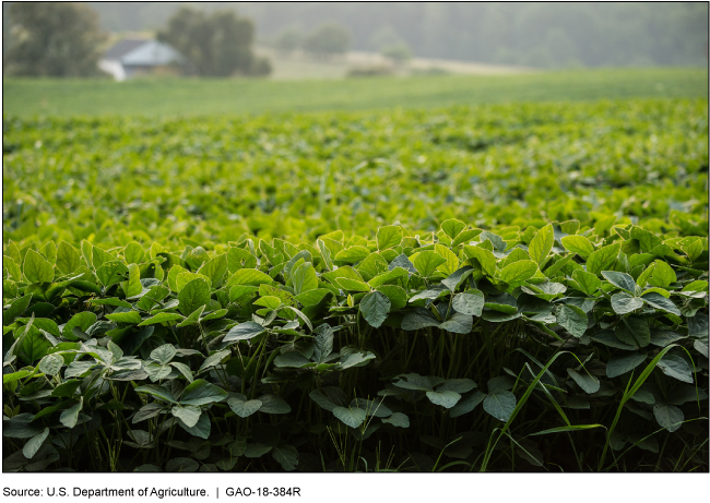 Photo of a soybean field.