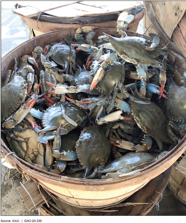 Crabs in a basket