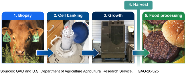 Illustration of the 5 phases of cell-cultured meat production are biopsy, cell banking, growth, harvest, and food process