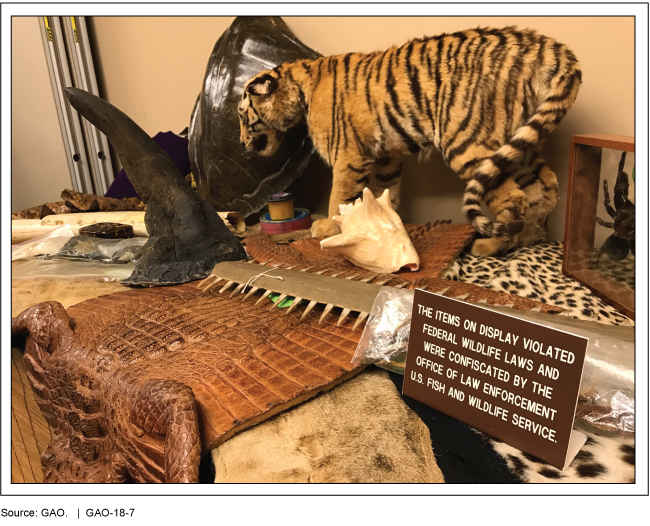 Photo of a turtle shell, animal skins, rhino horn and other products in a display with a sign explaining they were confiscated.