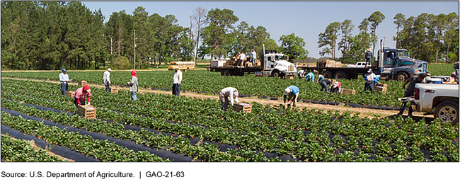 Farmworkers Picking Strawberries at a Farm