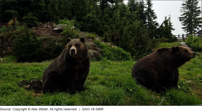 Photo of grizzly bears, which are listed as threatened under the Endangered Species Act