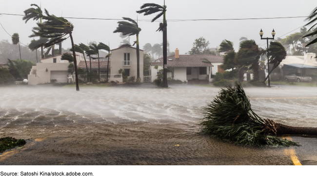 Photo showing palm trees being blow over and water filling the street in front of a row of houses.