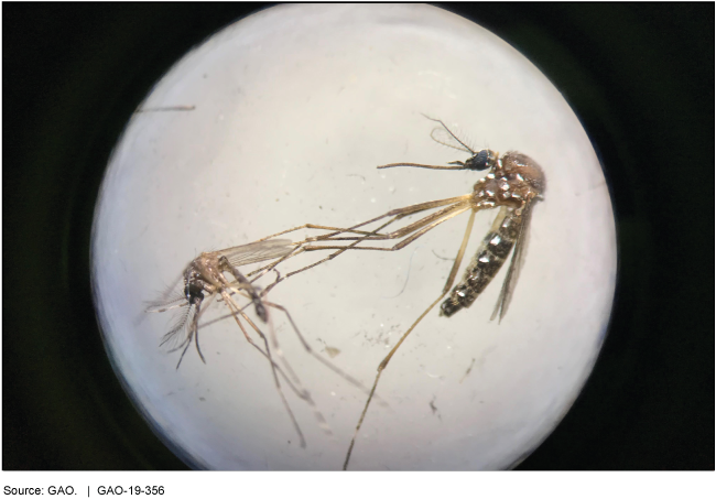Mosquito That Carries the Zika Virus Viewed under a Microscope