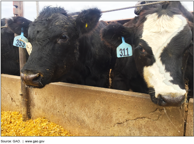 Two cows with ear tags by a concrete feeding trough.