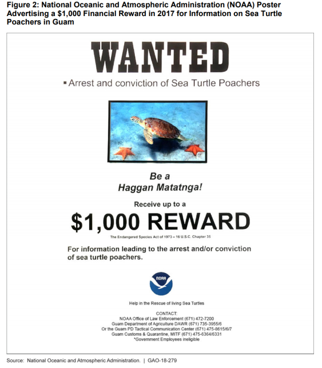 Figure 2: National Oceanic and Atmospheric Administration (NOAA) Poster Advertising a $1,000 Financial Reward in 2017 for Information on Sea Turtle Poachers in Guam