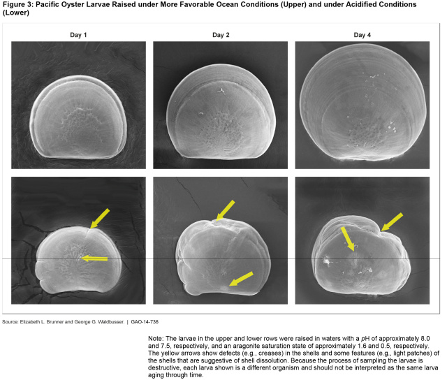 Figure 3: Pacific Oyster Larvae Raised under More Favorable Ocean Conditions (Upper) and under Acidified Conditions (Lower)