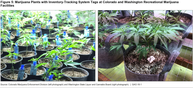 Figure 5: Marijuana Plants with Inventory-Tracking System Tags at Colorado and Washington Recreational Marijuana Facilities