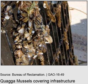 Quagga mussels covering infrastructure