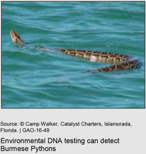 Environmental DNA can detect Burmese pythons