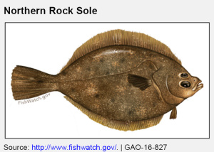 Northern Rock Sole