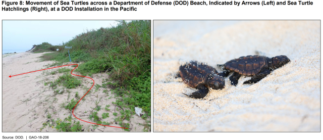 Figure Showing Movement of Sea Turtles Across a Department of Defense Beach