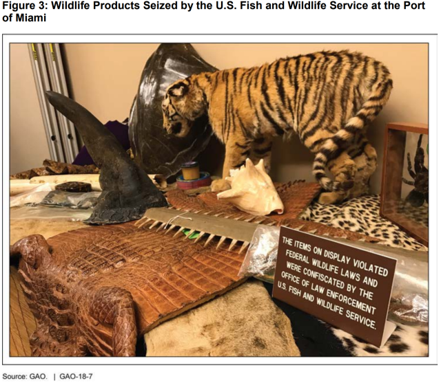 Figure Showing Wildlife Products Seized by the U.S. Fish and Wildlife Service at the Port of Miami