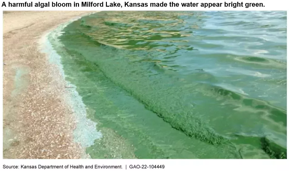Photo showing green water on a lake shore. This is a harmful algal bloom in Kansas' Milford Lake.