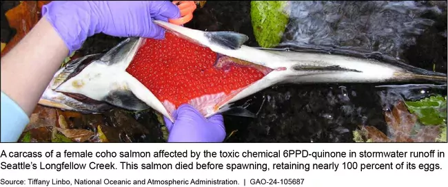 Photo showing a Puget Sound Coho Salmon with stomach opened up showing red eggs. The salmon died following exposure to stormwater runoff.