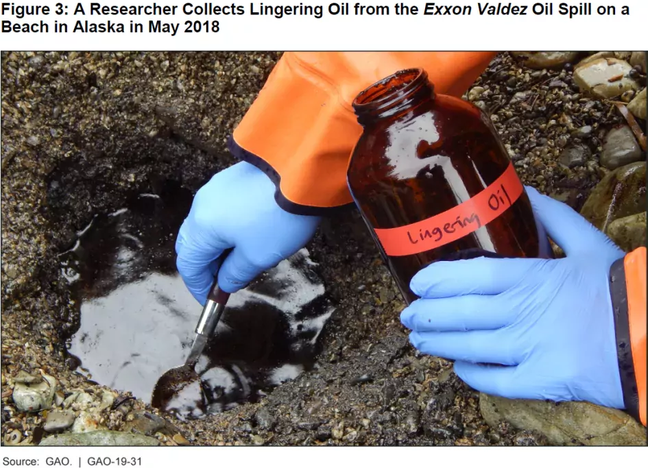 Researcher collects lingering oil from the Exxon Valdez oil spill on a beach in Alaska in May 2018