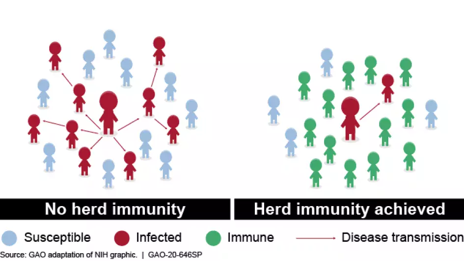 Graphic showing how herd immunity works.