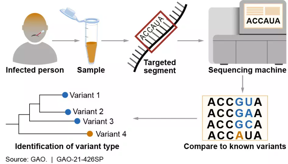 Infographic showing the process of using genetic sequencing to identify infectious pathogen variants