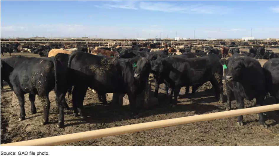 Photo of a Cattle Feedlot in Colorado Cows