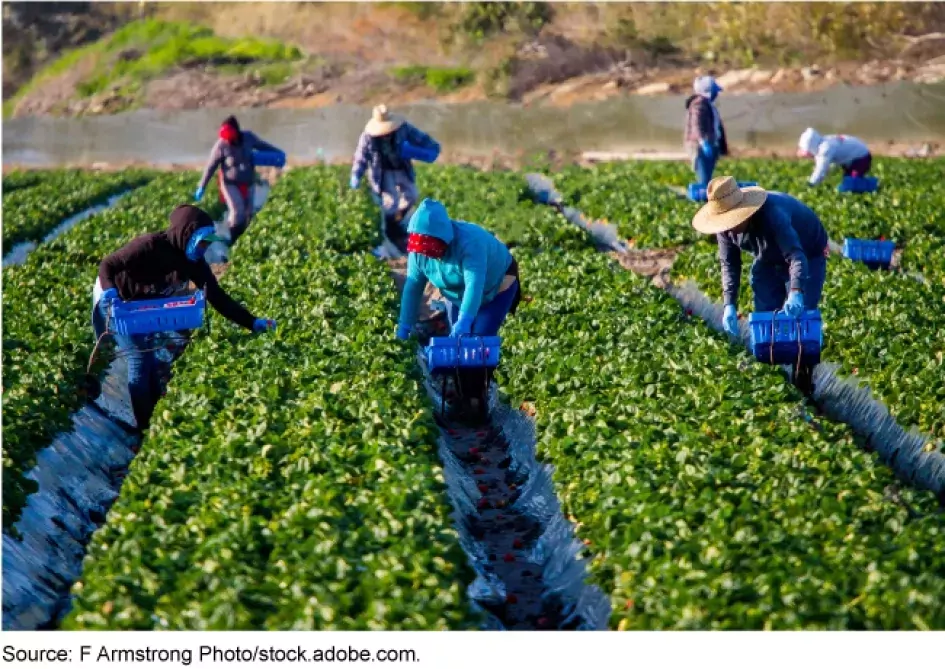 Photo showing migrant workers in a crop field working.