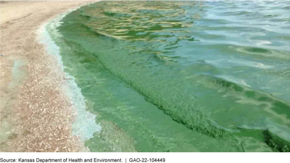 A harmful algal bloom in Milford Lake, Kansas, made the water appear bright green