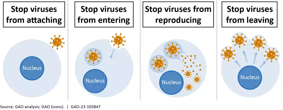 Graphic showing how antiviral drugs fight viruses. 