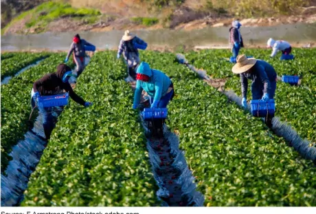Photo showing migrant workers in a crop field working.