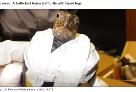 Recovered: A trafficked Asian leaf turtle with taped legs
