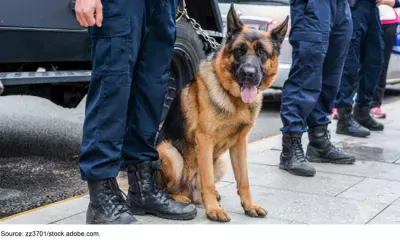 Brown police dog-German shepherd with armed police on duty. 