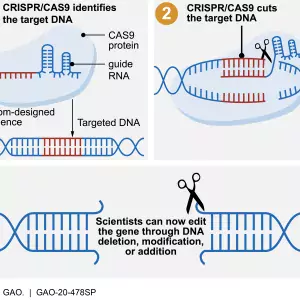 The CRISPR/CAS9 systems' process for targeting gene editing