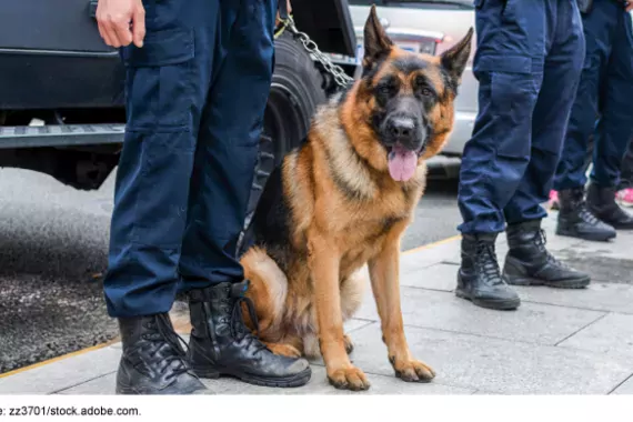 Brown police dog-German shepherd with armed police on duty. 